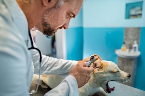 Čištění uší a oční hygiena – šetrně a správně