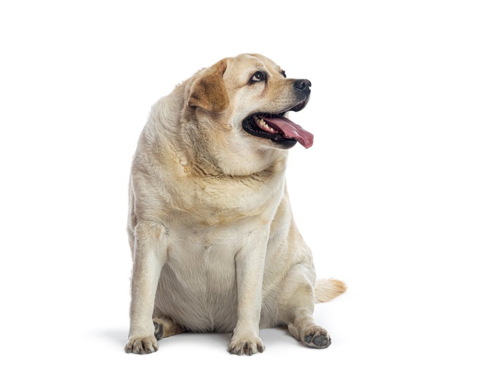 Cukrovka u psů a koček – základy pro bezpečný start