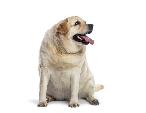 Cukrovka u psů a koček – základy pro bezpečný start