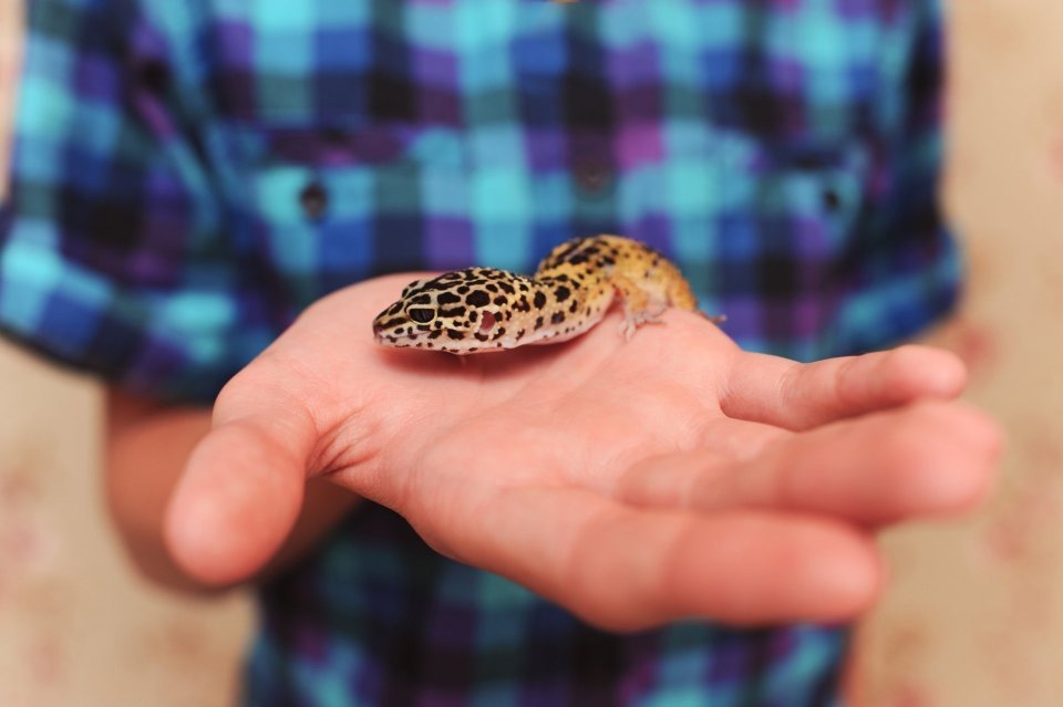 Gekončík noční – ideální plaz pro trpělivé začátečníky