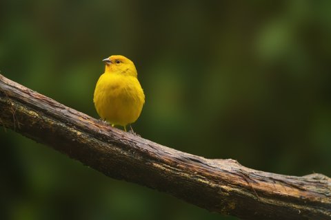 Kanár – zpěvák, který ocení klid a rutinu