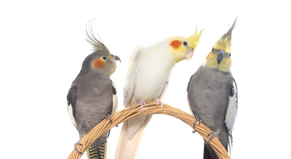 Korela chocholatá – citlivý společník do klidné domácnosti