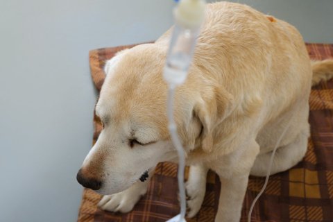 Onemocnění ledvin – základní orientace pro majitele