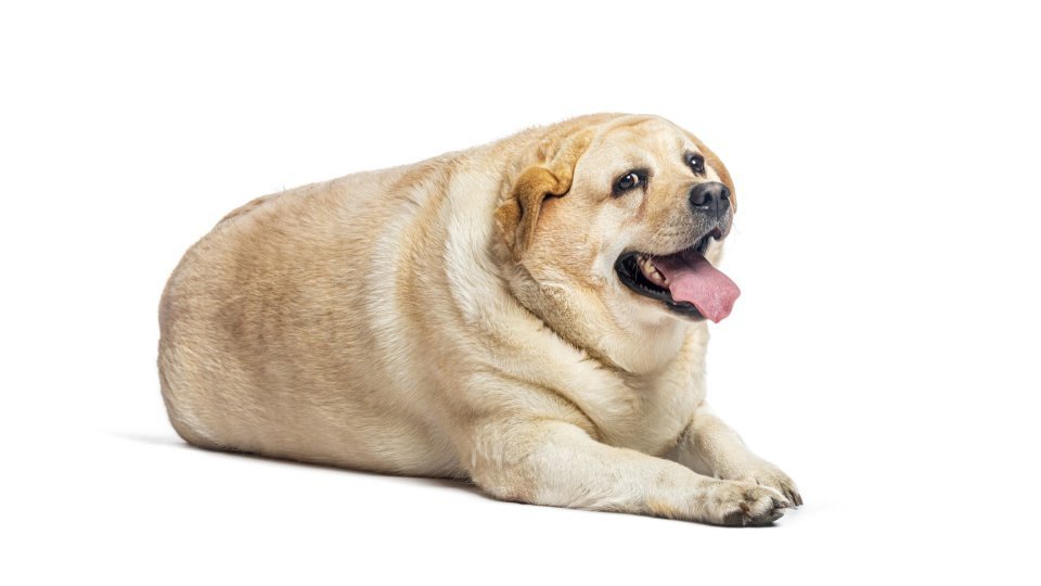 Obezita u mazlíčků – jak bezpečně snížit hmotnost