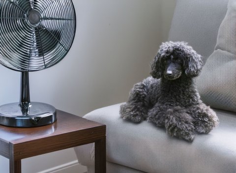 Přehřátí (heatstroke) – prevence a první pomoc