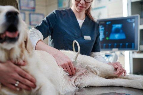 RTG a ultrazvuk – kdy a proč je veterinář doporučí