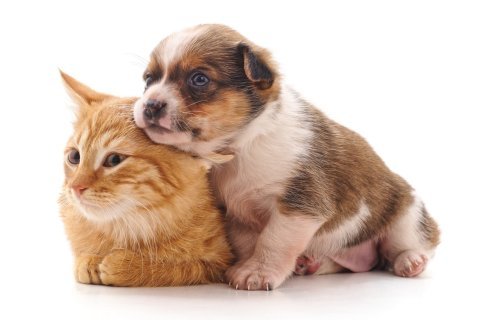 Seznámení se zvířecím nováčkem – pravidla klidného soužití