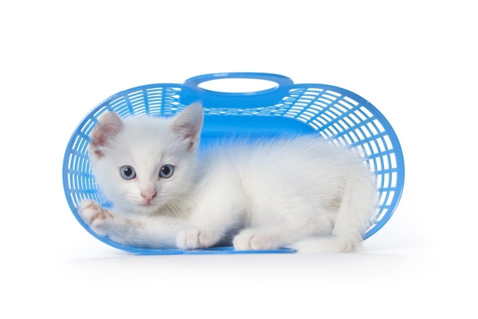 Štěně nebo kotě – první měsíc doma bez stresu