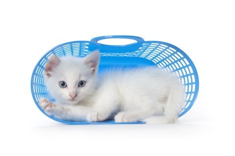 Štěně nebo kotě – první měsíc doma bez stresu