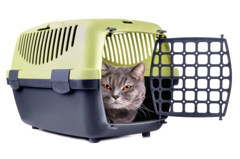 Trénink přepravky pro kočky – klidné cesty k veterináři